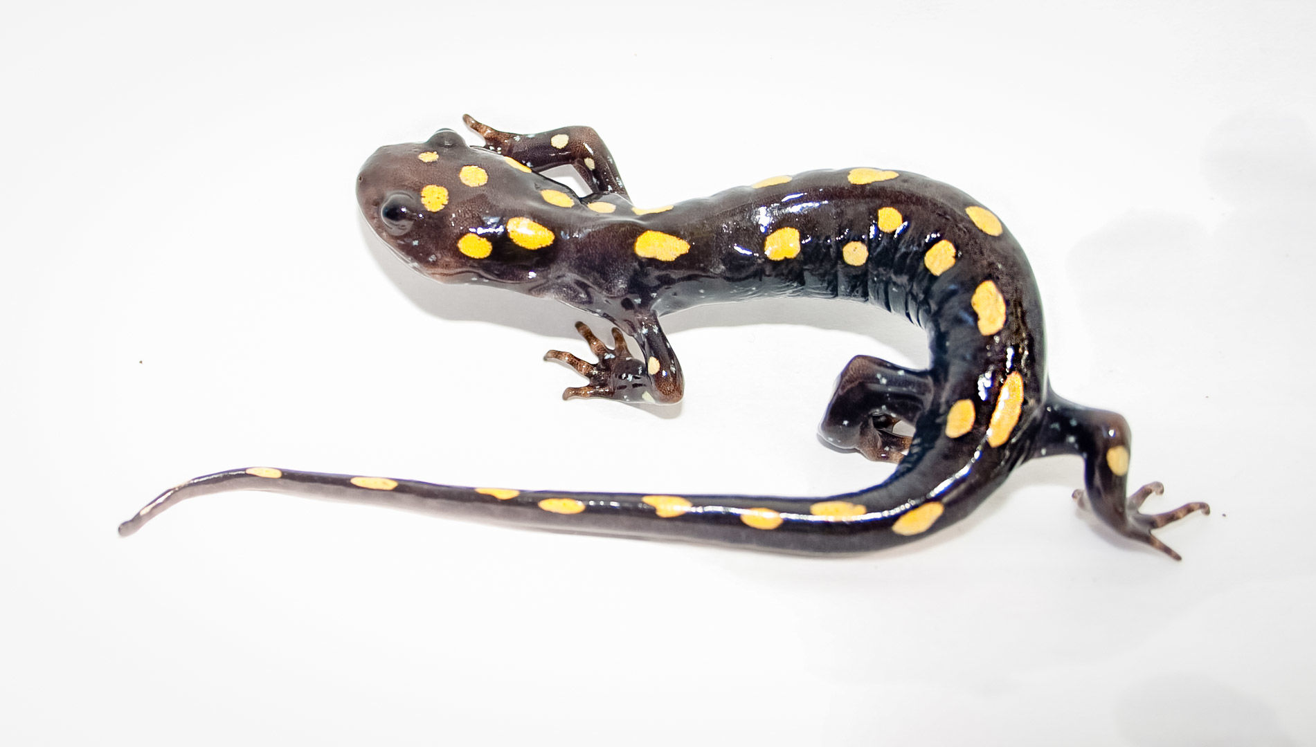 wildSpottedSalamander-27-w-story.jpg